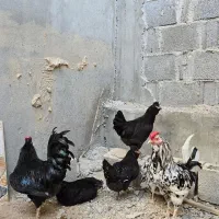 مرغ خروس گلین اصیل و مرغ ایام سمانی