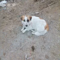 سگ پاکوتاه نرمفت|سگ|بیرجند, |دیوار