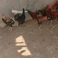 مرغ و خروس محلی|حیوانات مزرعه|بیرم, |دیوار