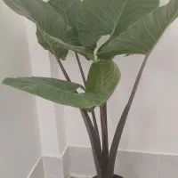 گل بابا آدم تنه بنفش