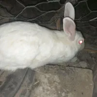 تعداد چند عدد خرگوش فروشی|موش و خرگوش|ایرانشهر, |دیوار