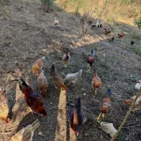 فروش مرغ و خروس تعداد محدود