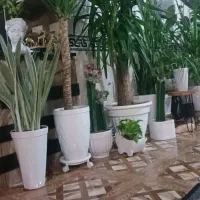 فروش گل وگیاه|گل و گیاه طبیعی|ورامین, ریحان آباد|دیوار