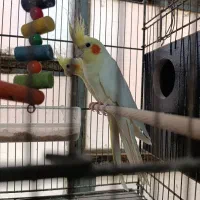 عروس و گرینجیک|پرنده|قم, باغ اشرافی|دیوار