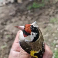 فروش طلایی شمالغرب