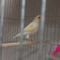 قناری موزایکی