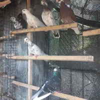 کبوتر