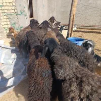 فروش گوسفند های ۵۰ کیلویی|حیوانات مزرعه|کرج, فاز ۲ مهرشهر|دیوار