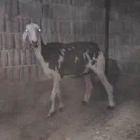 میش آبستن سودانی