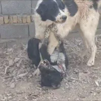 گمشده|سگ|شوشتر, |دیوار