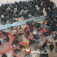 جوجه رسمی