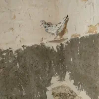 کفتر  کبوتر