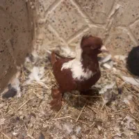 ککیلی نر|پرنده|اردبیل, |دیوار