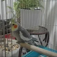 عروس سینامو
