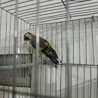 سهره|پرنده|شیراز, برمشور علیا|دیوار