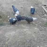 کبوتر کربلایی|پرنده|شیروان (خراسان), |دیوار