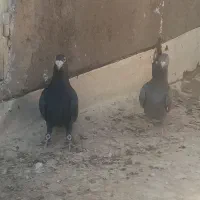 کبوتر|پرنده|تربت‌حیدریه, حاجی یار‎|دیوار