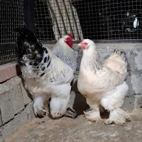 مرغ و خروس برهما اصل