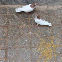 کبوتر،،معاوضه