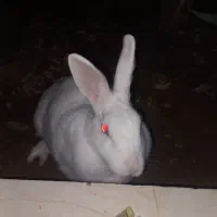 خرگوش کامل سفید|موش و خرگوش|برازجان, |دیوار