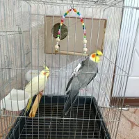عروس هلندی نر و ماده