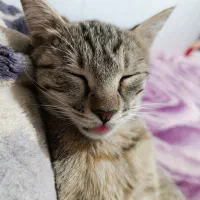 بچه گربه های گمشده