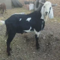 تکه