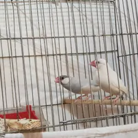 نرگسی|پرنده|قم, یزدان‌شهر|دیوار