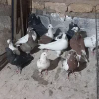 کفتر گرفتنی