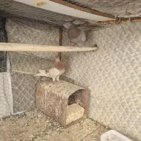 سرخ پیس|پرنده|پیر بکران, |دیوار