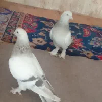 جفت ترکیه نره انگشت زده از بهترین شیرزه زن|پرنده|میاندوآب, |دیوار