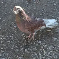 چاقو معاوضه با کبوتر