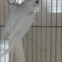 عروس نر آماده جفت|پرنده|بجنورد, |دیوار