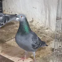پلاکی مسافتی نژاد مختلف