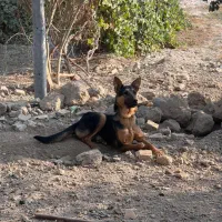 سگ ژرمن ۶ ماهه|سگ|باقرشهر, |دیوار