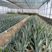 استخدام نگهبان کارگر باغبان کمک تاسیسات|استخدام صنعتی، فنی، مهندسی|گلمکان, |دیوار