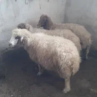 میش