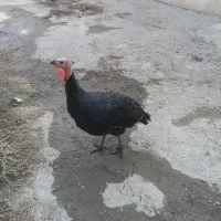 ۲۰ عدد بوقلمون   توافقی|حیوانات مزرعه|نوشین شهر, |دیوار