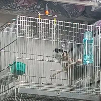 سهره ها همه تکثیر قفس|پرنده|رشت, خواهر امام|دیوار