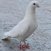 کبوتر سفید .قناری .فنچ.عروس.مرغ عشق