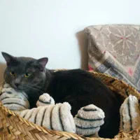 گربه راشن بلو