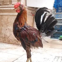 خروس گلین چهل تاج