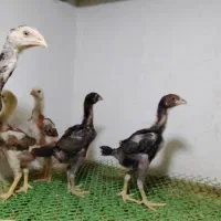 جوجه لاری ۱ماهه|حیوانات مزرعه|پیرانشهر, |دیوار