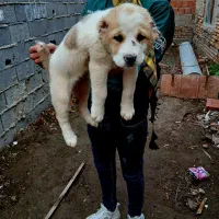 خط خونی بالا آلابای ماده