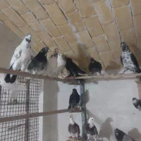 کفتر|پرنده|آران و بیدگل, |دیوار