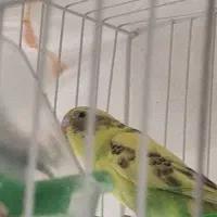 مرغ عشق|پرنده|گلبهار, شهر جدید گلبهار|دیوار