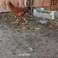 مرغ و خروس