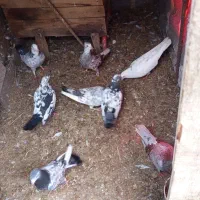 کبوتر|پرنده|رودسر, |دیوار