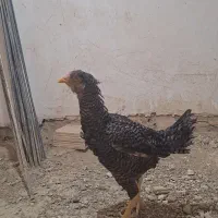 مرغ لاری گلباقالی