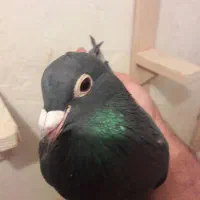 کبوترماده کلاغ|پرنده|رفسنجان, |دیوار